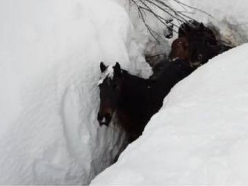 Imagen de las yeguas sepultadas por la nieve en Burgos Imagen de las yeguas sepultadas por la nieve en Burgos