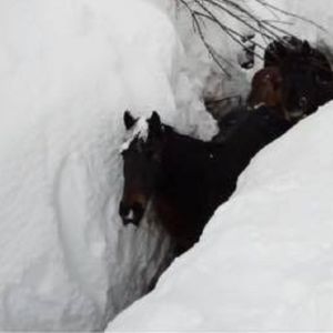 Imagen de las yeguas sepultadas por la nieve en Burgos Imagen de las yeguas sepultadas por la nieve en Burgos