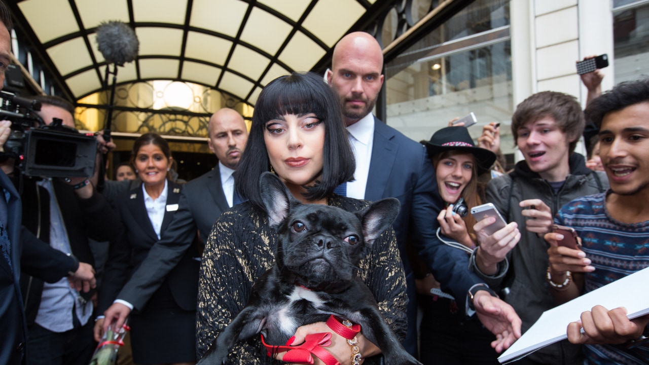 Roban los perros de Lady Gaga a punta de pistola y ella ofrece esta recompensa