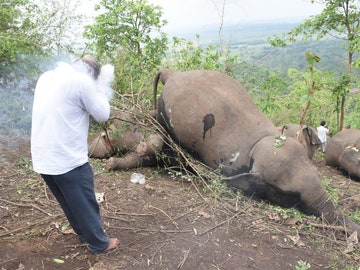 18 elefantes muertos por una tormenta eléctrica en La India