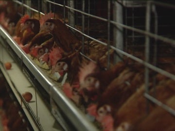 Gallinas Gallinas