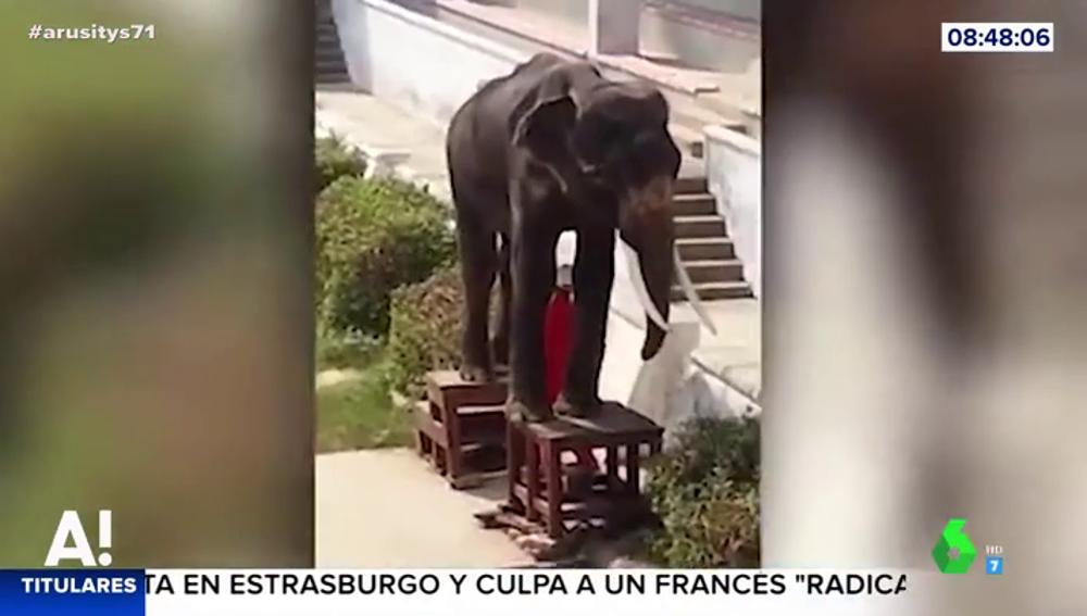 Una elefanta esquelética obligada a realizar números circenses en un zoo de Tailandia Una elefanta esquelética obligada a realizar números circenses en un zoo de Tailandia