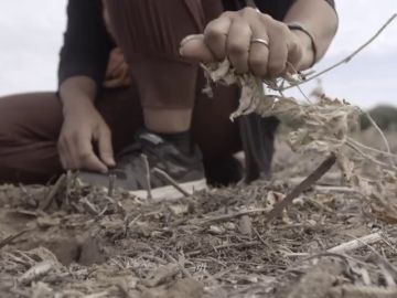 Enviado Especial comprueba las consecuencias negativas del cultivo de soja para el suelo Enviado Especial comprueba las consecuencias negativas del cultivo de soja para el suelo