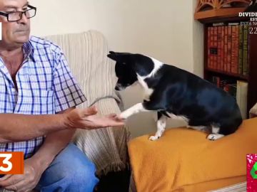 ¿Saben los perros sumar y multiplicar? El vídeo viral que deja loco a los zapeadores