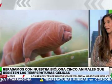 Estos son los animales que aguantan las temperaturas más gélidas: hasta -273 grados Estos son los animales que aguantan las temperaturas más gélidas: hasta -273 grados