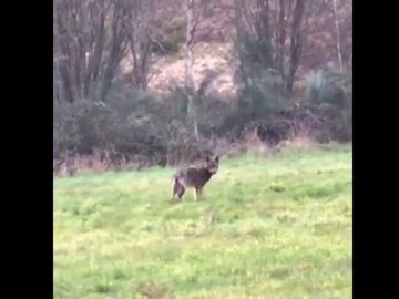 Un lobo, cara a cara con un ciclista Un lobo, cara a cara con un ciclista