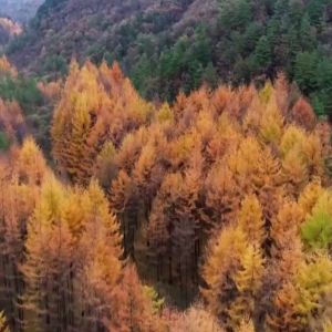 Los bosques, la llave para combatir el cambio climático Los bosques, la llave para combatir el cambio climático
