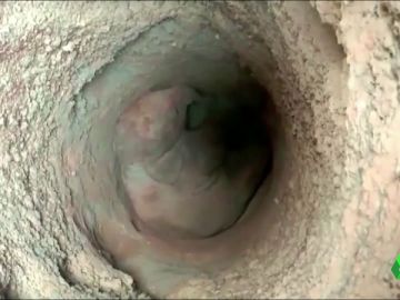 Cría de elefante en un pozo Cría de elefante en un pozo