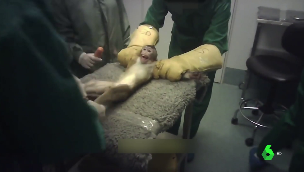 Presentan una querella criminal contra el laboratorio Vivotecnia por maltrato animal 1 Madrid suspende la actividad del laboratorio Vivotecnia tras filtrarse duras imágenes de maltrato animal